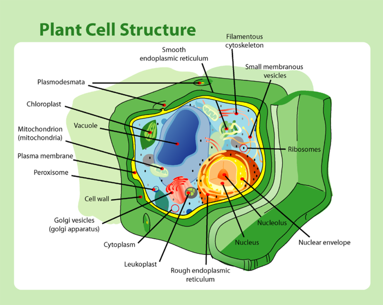 Soubor:Plant cell structure.png
