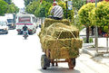 Albania-02675-Does Anyone know where my Cows are-DJFlickr.jpg