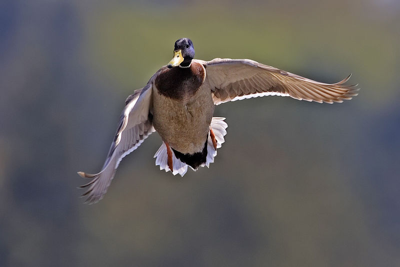 Soubor:Male mallard flight - natures pics.jpg