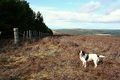 "Bend" in the fence at Little Cairn - geograph.org.uk - 745288.jpg