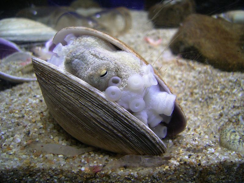 Soubor:Octopus in the shell.jpg