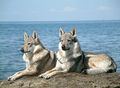 Czechoslovakian Wolfdog pair.jpg