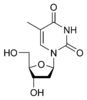 Struktura deoxythymidinu