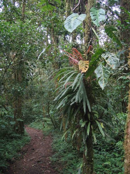Soubor:Jungle trail panama.jpg