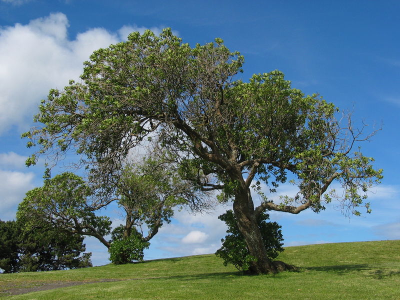 Soubor:Tree example VIS.jpg