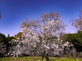 Almond tree-Quinta de los Molinos, Madrid-2020-Flickr.jpg
