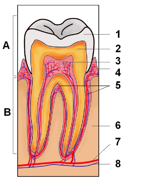 Soubor:Tooth section international.png