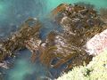 Kelp forest Otago 1s.JPG
