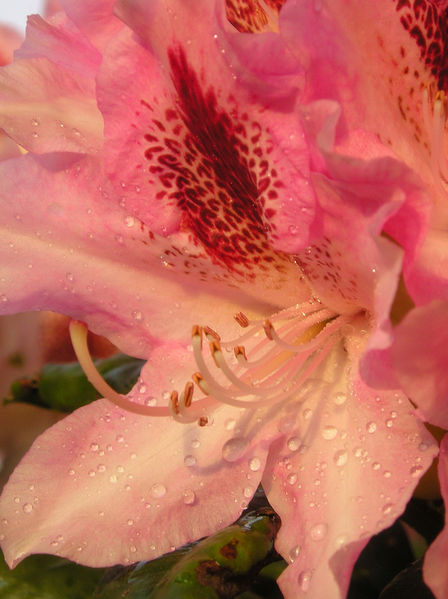 Soubor:Fiore di rododendro.JPG