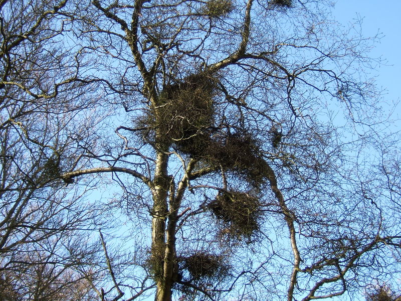 Soubor:Betula pubescens Taphrina.jpg