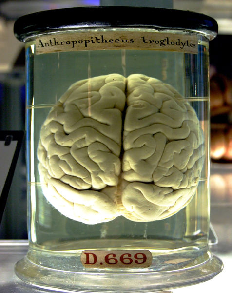 Soubor:Chimp Brain in a jar.jpg