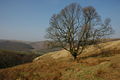 Oak on Cefn Ystrad ffin - geograph.org.uk - 1221173.jpg