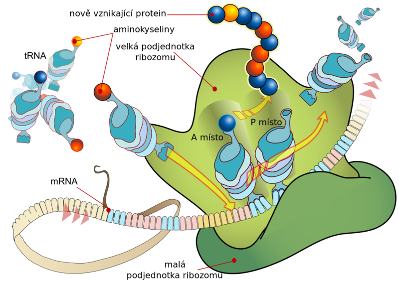 Soubor:Ribosome mRNA translation cs.png