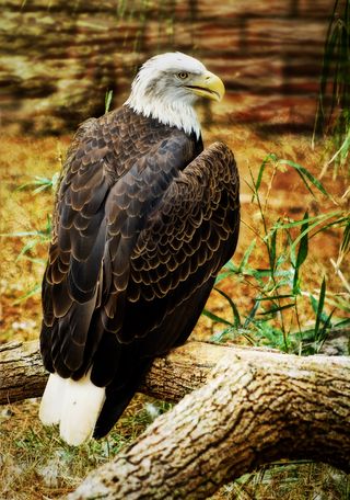The American Bald Eagle HDR.jpg