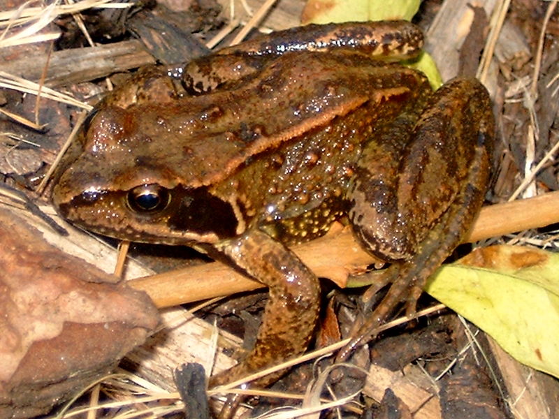 Soubor:Common frog.jpg