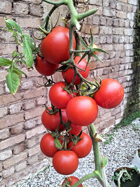 Soubor:Beautiful Red Tomatoes are Healthy.jpg