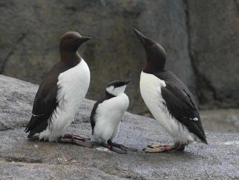 Soubor:Common Murre RWD1.jpg