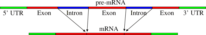 Soubor:Pre-mRNA to mRNA.png