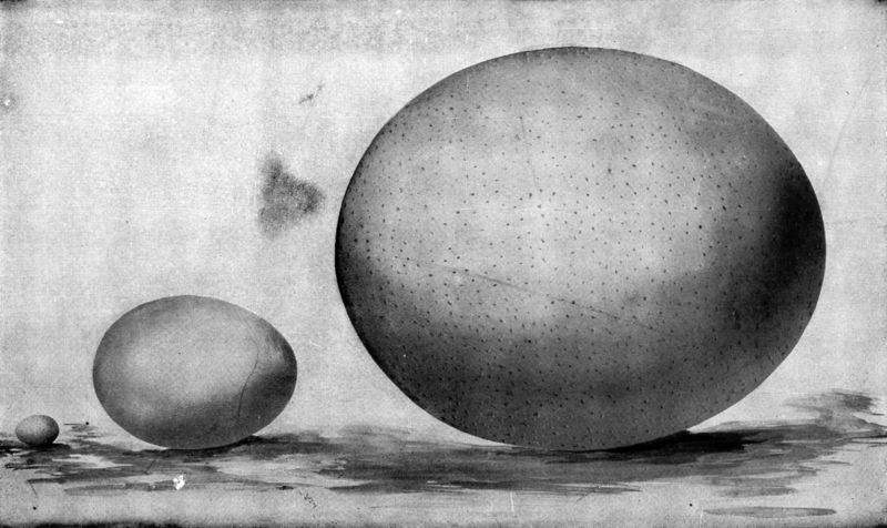 Soubor:Eggs of hummingbird, hen, and ostrich.jpg