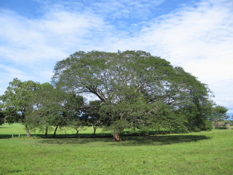 Soubor:Árbol de Guancaste.jpg
