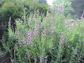 Salvia officinalis1.jpg
