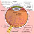 Schematic diagram of the human eye cs1.png
