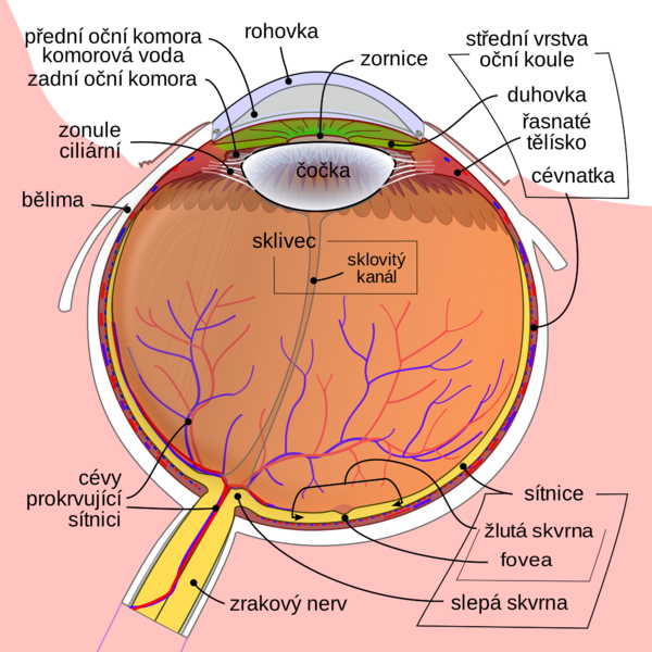 Soubor:Schematic diagram of the human eye cs1.png