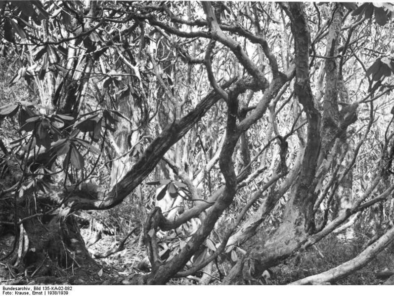 Soubor:Bundesarchiv Bild 135-KA-02-082, Tibetexpedition, Wald.jpg