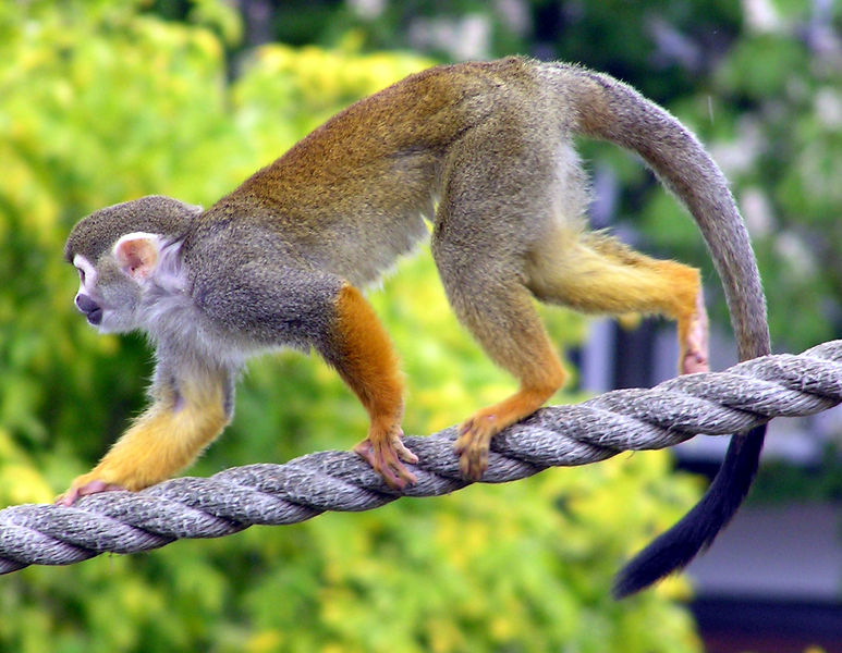 Soubor:Common.squirrel.monkey.arp.jpg