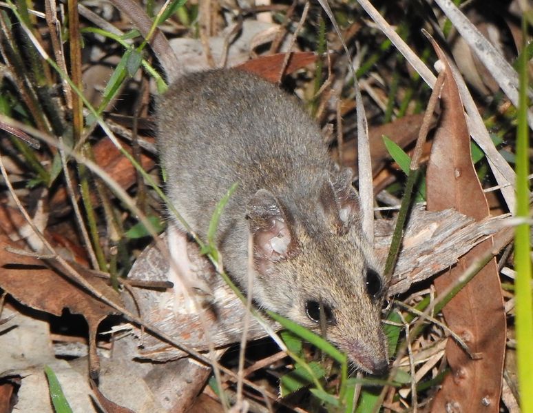 Soubor:Sminthopsis murina 109622082.jpg