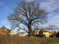 Oak Tree - geograph.org.uk - 363957.jpg