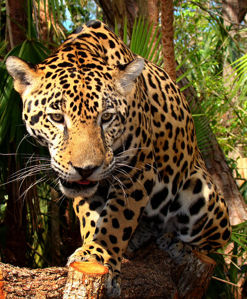 Soubor:Junior-Jaguar-Belize-Zoo.jpg