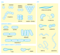Bacterial morphology diagram cs (2).png