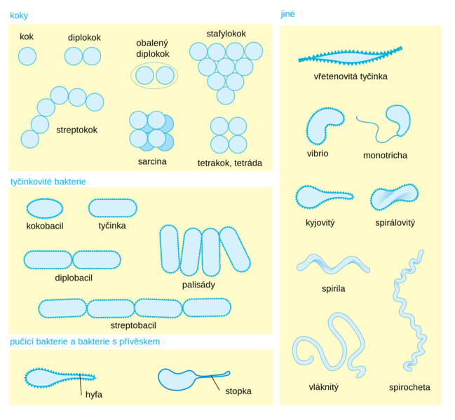 Soubor:Bacterial morphology diagram cs (2).png