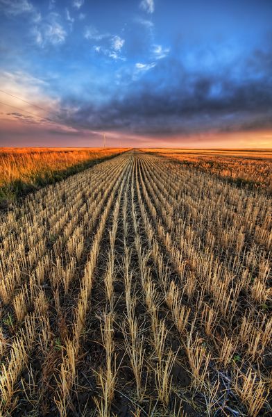 Soubor:Cutting the Wheat Flickr.jpg