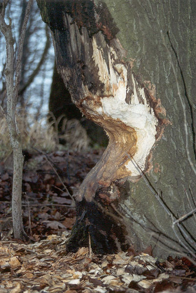 Soubor:Beaver tree.jpg