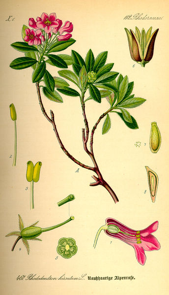 Soubor:Illustration Rhododendron hirsutum0.jpg