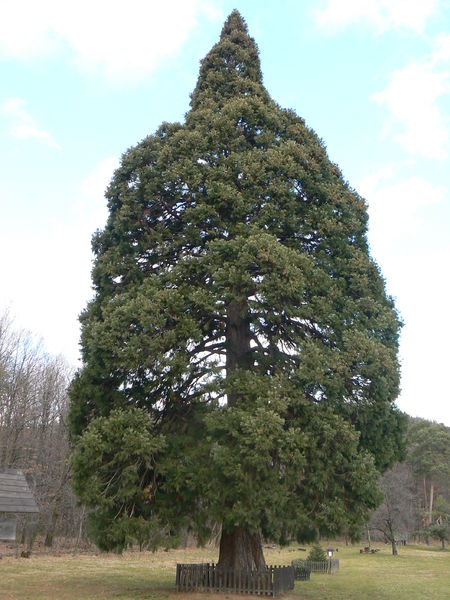 Soubor:Sequoiadendron giganteus-Chabane.jpg