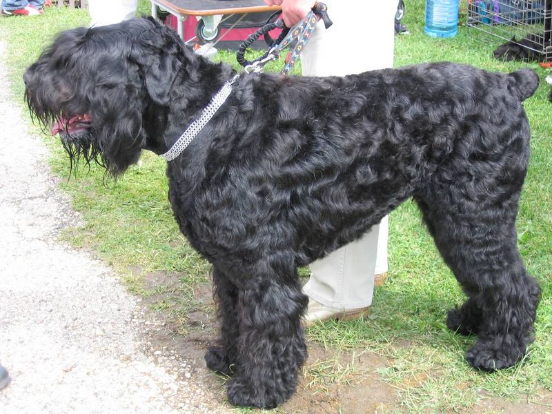 Soubor:Black Russian Terrier Eurodogshow.jpg