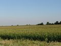 Corn field.jpg