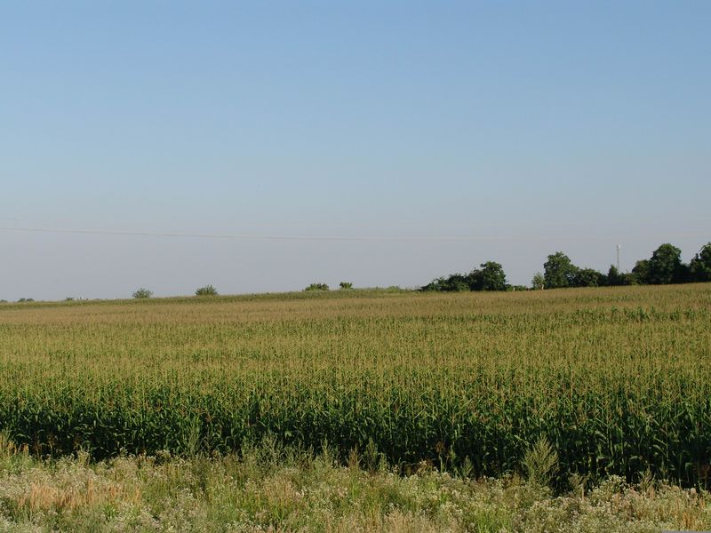 Soubor:Corn field.jpg