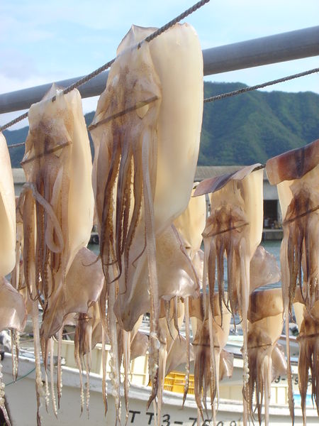 Soubor:Iwami squid drying DSC01868.jpg