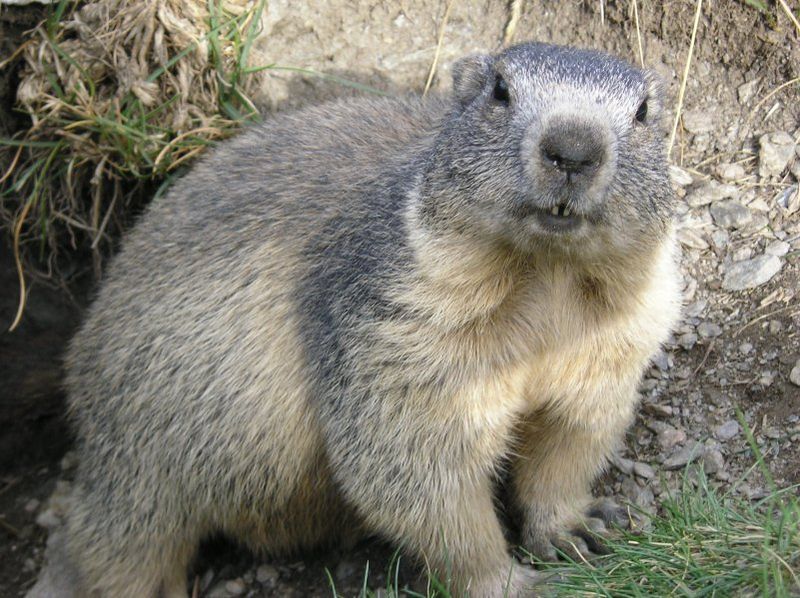 Soubor:Marmota marmota Alpes2.jpg