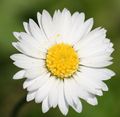 English Daisy (Bellis Perennis).jpg