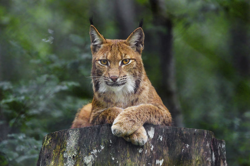 Soubor:Mother lynx posing well-Flickr-2021.jpg