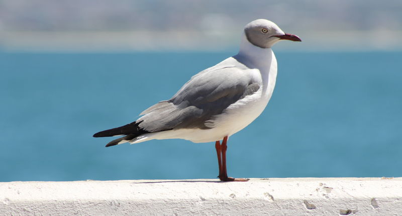 Soubor:Grey-headed gull (15540990716).jpg