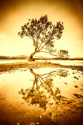 Pozoruhodný strom u novozélandského jezera Wanaka