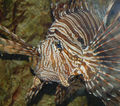 Red Lionfish Pterois volitans Face 1527px.jpg