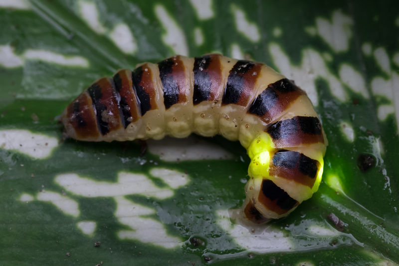 Soubor:Close-up view of a bioluminescent beetle Elateroidea.jpg