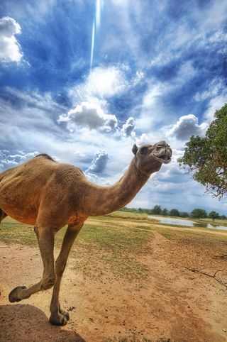Camel in the Wild Flickr.jpg